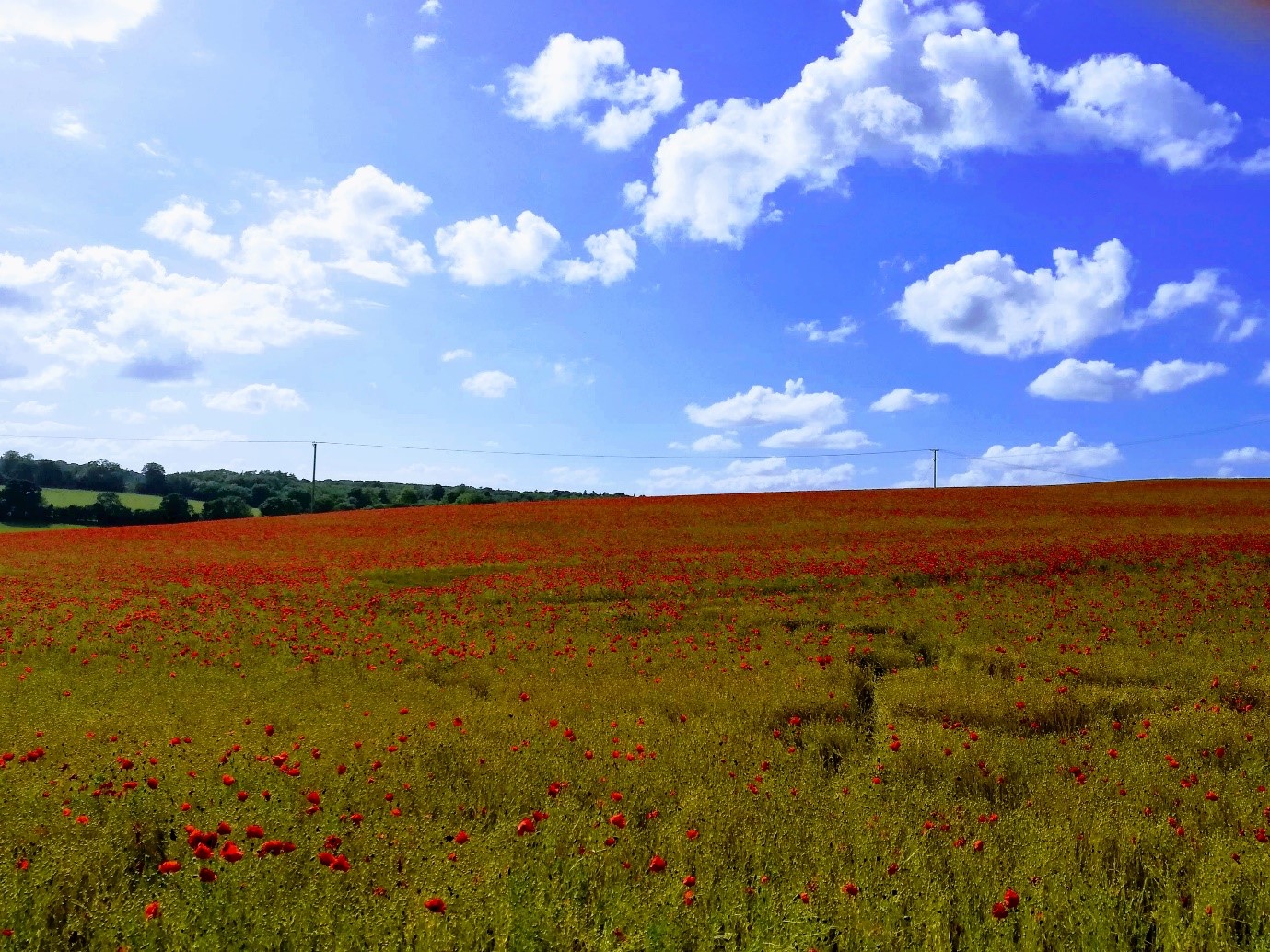 poppies